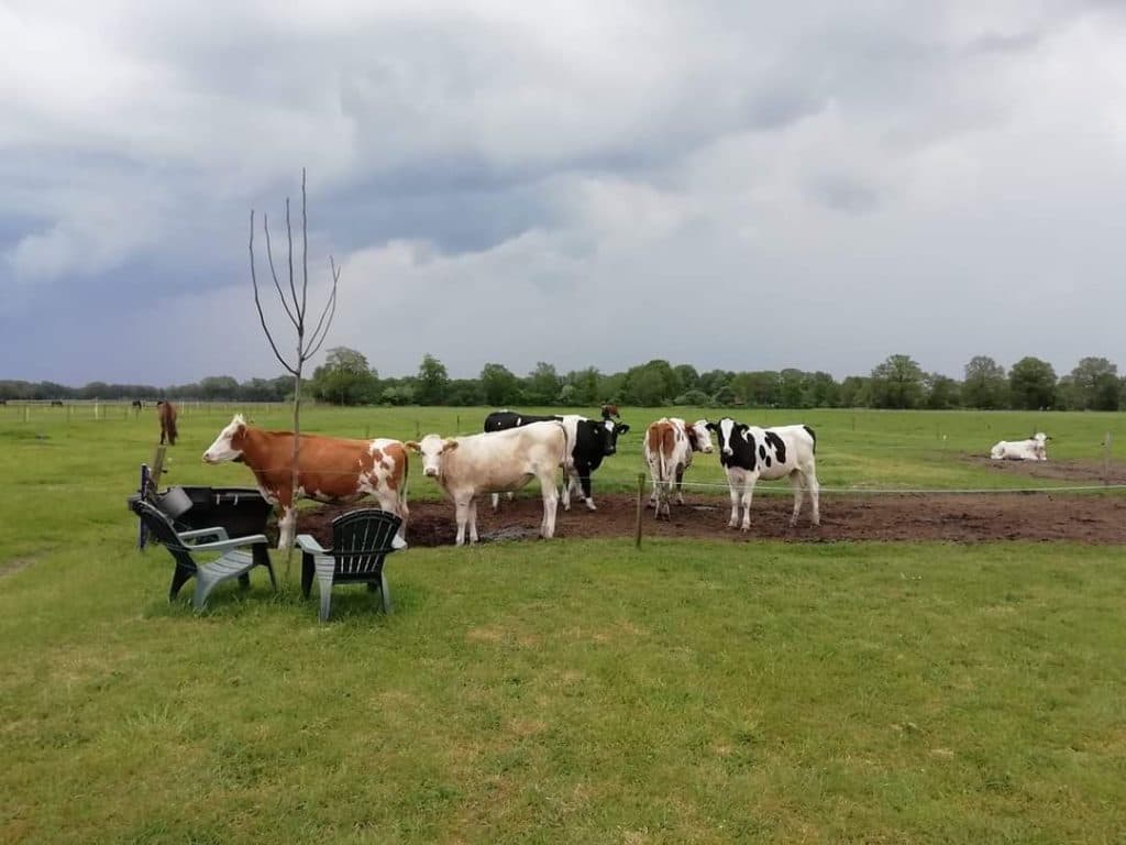Koeien in de wei naast de camping