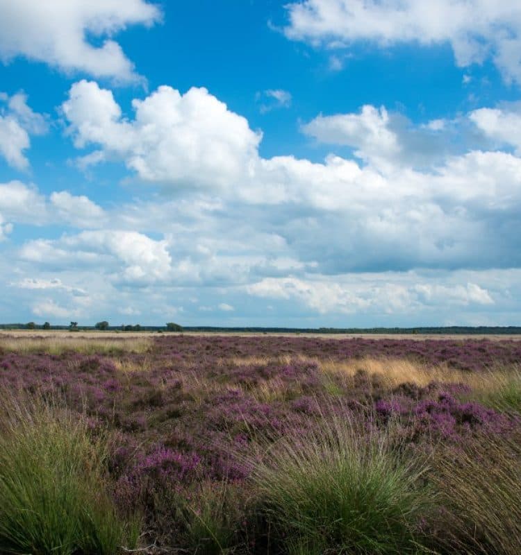 Nationaal Park Dwingelderveld